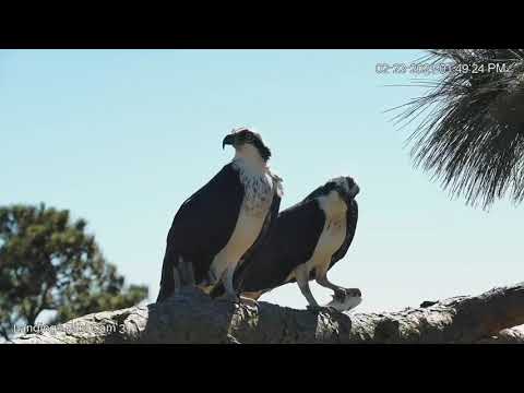 Osprey Catches Live Fish, Perches Next To Mate In Savannah, Georgia – Feb. 23, 2021