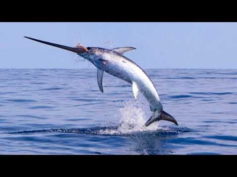 Simrad Swordfish Action