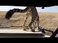 Serengeti Shall Not Die