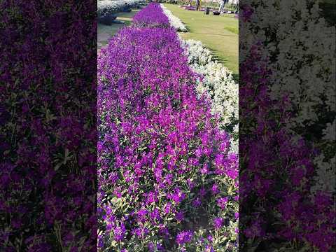 Shorts #shorts #flowers #youtubeshorts #ifrah