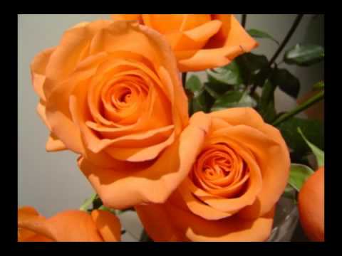 Tv Real Ilia Piperi Trendafili flete flete kendon Pano Jorgo dhe grupi i Sazeve