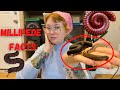 Millipede Facts and Handling!