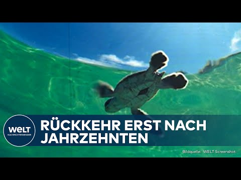 MEERESSCHILDKRÖTEN: Geheimnis der „verlorenen Jahre“ endlich gelüftet – GPS-Daten klären auf!