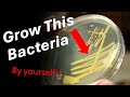 Grow Bacteria DIY!!! Staphylococcus aureus