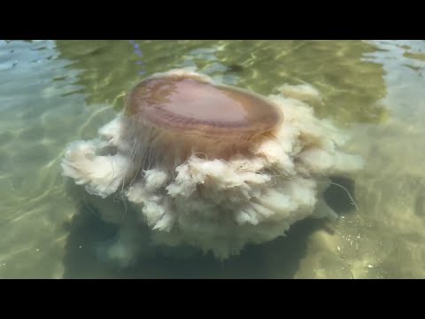 Espécie de água-viva gigante e rara é encontrada em praias de Búzios e Cabo Frio; veja vídeo