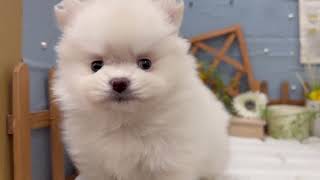 ポメラニアンの動画01