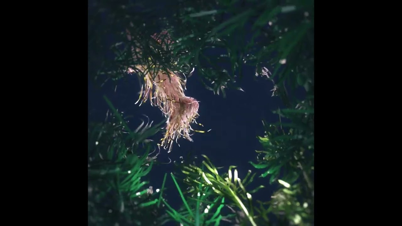 Underwater Ambience, Design & Foley