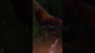 Download lagu The KELSO Gamefowl #gamefowl #facts #gamefowlbreeding mp3 Download lagu The KELSO Gamefowl #gamefowl #facts #gamefowlbreeding mp3