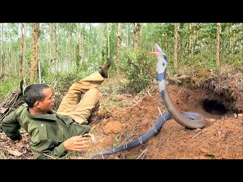 Dramatic confrontation between hunters and the most ferocious of king cobras in the jungle.