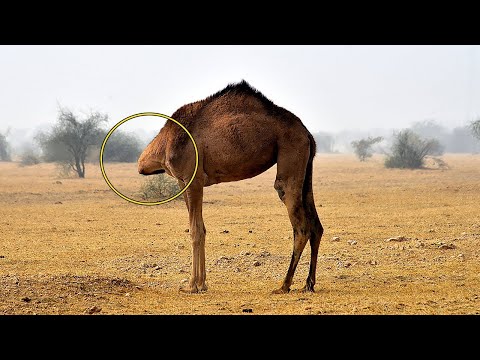 These Animals Got the Middle Finger from Evolution