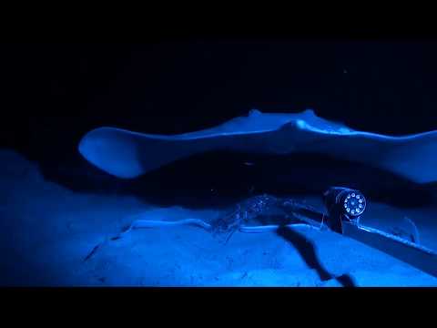 eG0n x SonRaw - Mellow Submarine (snippet)