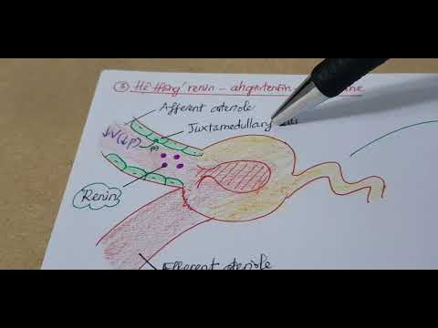 Sinh lý nội tiết 10 - Aldosterona e renina-angiotensina-aldosterona