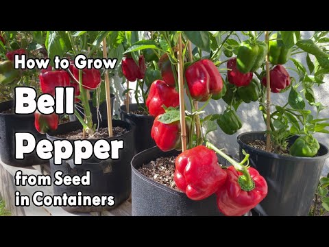 , title : 'How to Grow Bell Peppers from Seed in Containers | Easy planting guide'