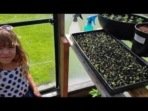 How to Grow Sunflower Microgreens at Home
