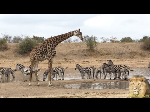 Giraffe and Zebra and Wildebeest - Amazing & Beautiful Interaction