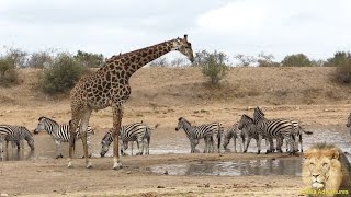 Giraffe and Zebra and Wildebeest - Amazing & B