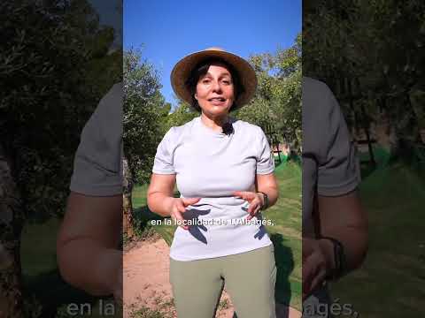 Lleida turismo, recogida de olivas / oleoturismo