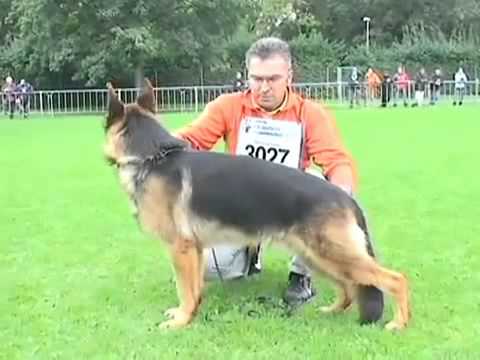 Danko di casa Beggiato sg 15 JHKL  Sv 2012.asf