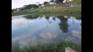 Revoadas de Andorinhas do Egyto Limeira SP Brasil