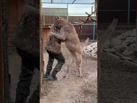 Puma Braige knocked Anton down for the first time!!!  #animals #braige #cat