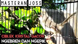 Download lagu ciblek kristal gacor ngebren dan ngepik !! bagus untuk masteran mp3