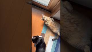 何かを訴えてくる猫 #shorts