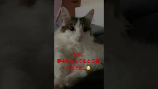 今日のしゃも様#2
