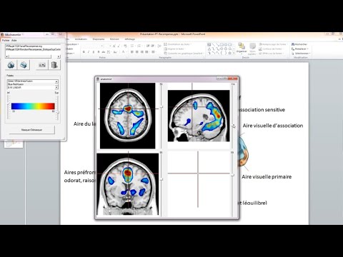 [eSVT] Reward circuit and the triggering of pleasure