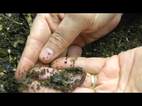 lasagna worm bin update