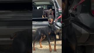 Doberman Dog Best Guard Dog Breed 👿 #doberman #dog #dogs #shorts