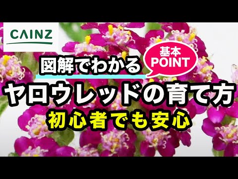 ノコギリソウ「コロネーション ゴールド」 植物