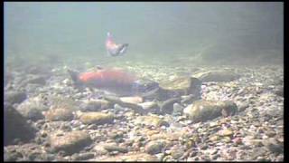preview picture of video 'Stanislaus River Sockeye'
