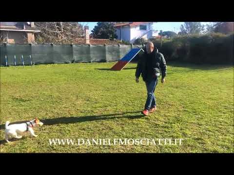 Giocare con due cani al riporto con le palline... Nocs e Kira