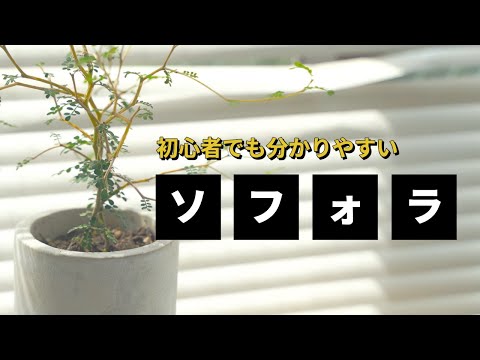 リトル・ブラウネル 植物