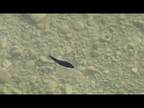 Craft Fur GameChanger Fly Swim Test