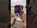 Why Do Dogs Foam At The Mouth Is It Serious Dogbreeds Dogshorts Viral Ytshorts