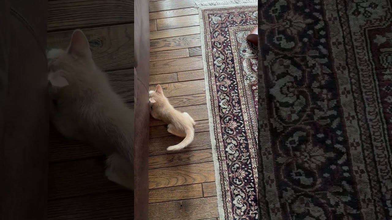 Enlarge Sunkist, an adopted mixed breed in Lombard, IL video 6/6