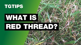 TG Tips Treating Lawn Diseases - Red Thread