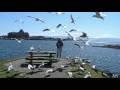 Seagulls