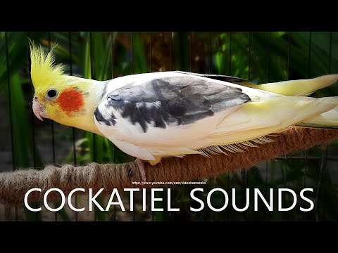 Cockatiel Singing, Cockatiel Call Sounds - Male Cockatiel (Dono)