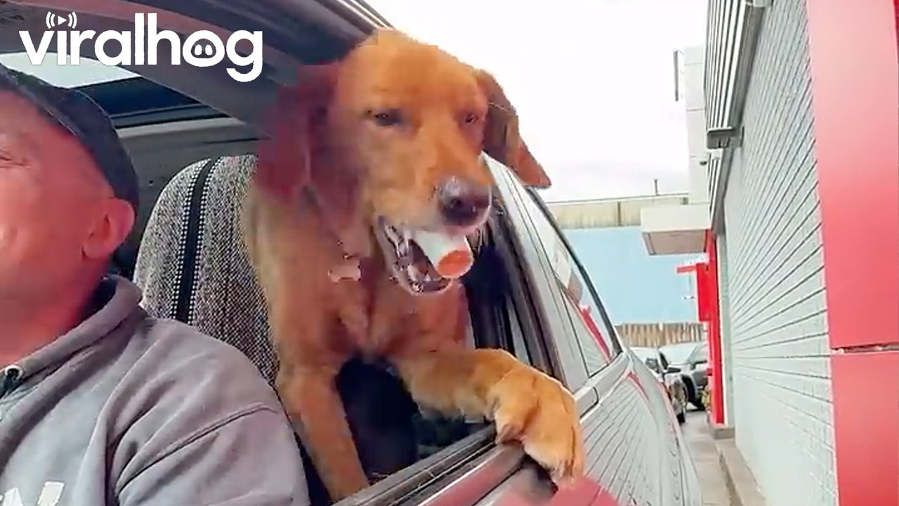 Excited Pup Is Ready for His Annual Gotcha Day Ice Cream Cone || ViralHog