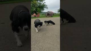 English Springer Spaniel Puppies Videos