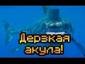 Обзор Sharkasm [Дерзкая акула!] 