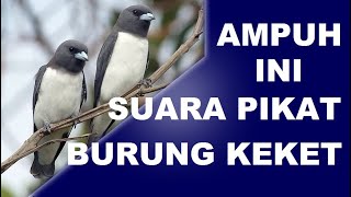 Download lagu Suara pikat kekep keket paling ampuh untuk panggil burung liar mp3 Download lagu Suara pikat kekep keket paling ampuh untuk panggil burung liar mp3