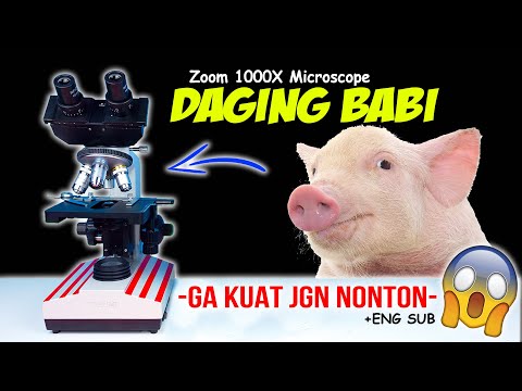 , title : 'DAGING BABI SEGAR DI MIKROSKOP | Pig Meat Pork Microscope Zoom 1000X'