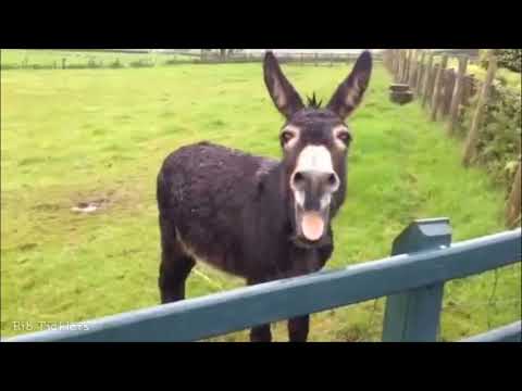 Burro rebuznando 👍  Hi-aaa, hi-aaa
