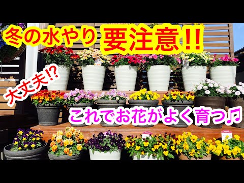 植物は冬の覆いの下で水をやるべきですか？はい、いいえ!  庭園
