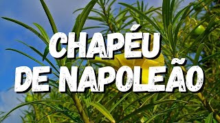 Chapéu de Napoleão: Guia Completo Desta Planta