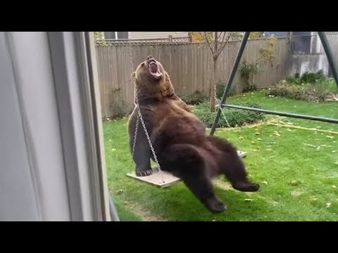 The Funniest Animal Drama of 2025 You’ll Ever See 😂