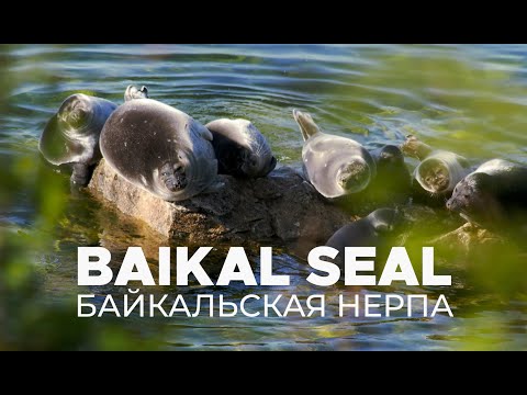 Nerpas, Baikalrobbe, Uschkani Inseln,Baikalsee,Russland